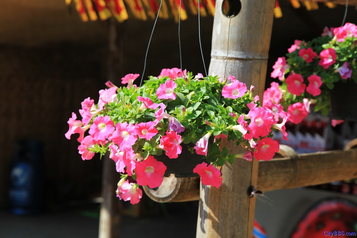 泰国北部清迈至Pai县自驾游 泰国北部清迈至Pai县自驾游