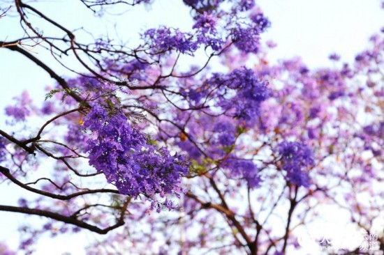 昆明街头蓝花楹盛放 紫色昆明恍如童话之城4.jpg