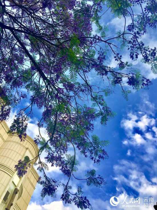 昆明街头蓝花楹盛放 紫色昆明恍如童话之城10.jpg