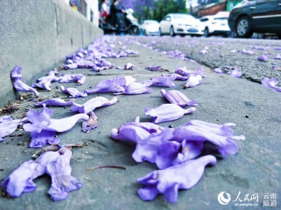昆明街头蓝花楹盛放 紫色昆明恍如童话之城12.jpg