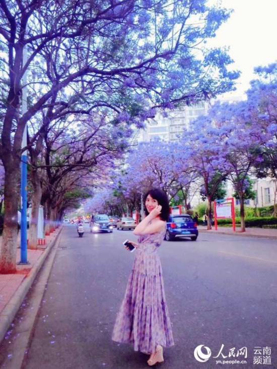 昆明街头蓝花楹盛放 紫色昆明恍如童话之城14.jpg