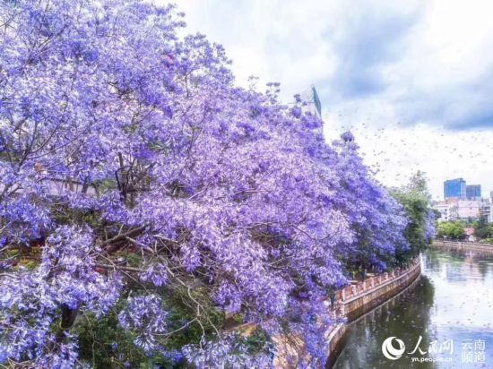 昆明街头蓝花楹盛放 紫色昆明恍如童话之城6.jpg