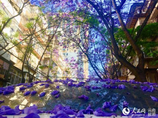 昆明街头蓝花楹盛放 紫色昆明恍如童话之城9.jpg
