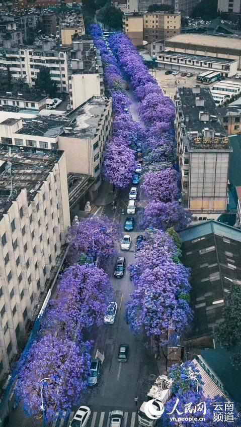 昆明街头蓝花楹盛放 紫色昆明恍如童话之城7.jpg