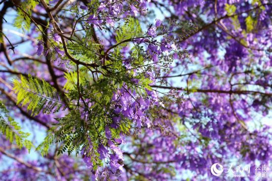 昆明街头蓝花楹盛放 紫色昆明恍如童话之城3.jpg