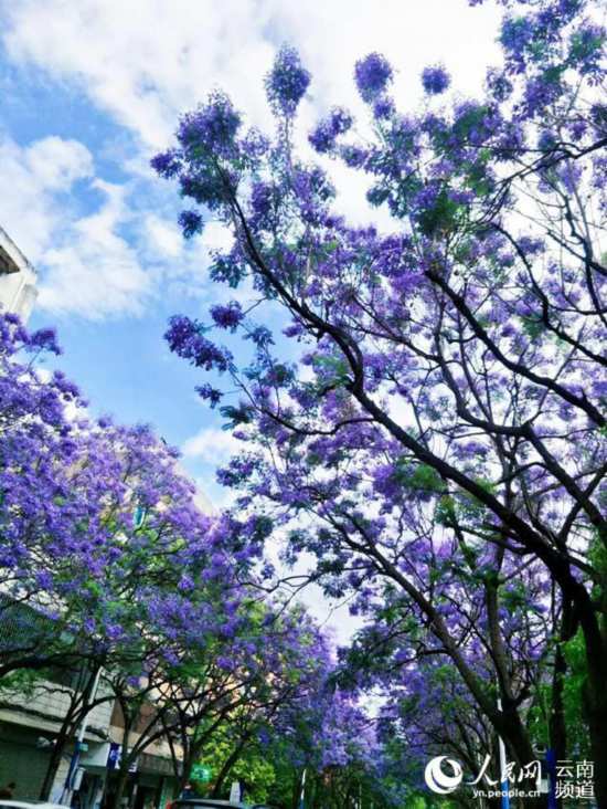昆明街头蓝花楹盛放 紫色昆明恍如童话之城11.jpg