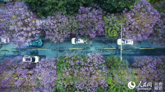 昆明街头蓝花楹盛放 紫色昆明恍如童话之城8.jpg