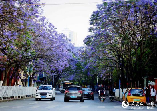 昆明街头蓝花楹盛放 紫色昆明恍如童话之城2.jpg