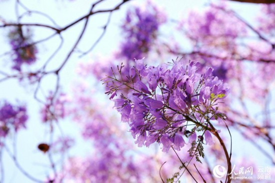 昆明街头蓝花楹盛放 紫色昆明恍如童话之城5.jpg