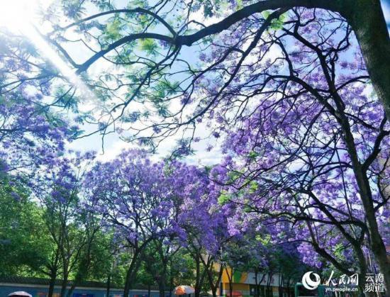 昆明街头蓝花楹盛放 紫色昆明恍如童话之城13.jpg