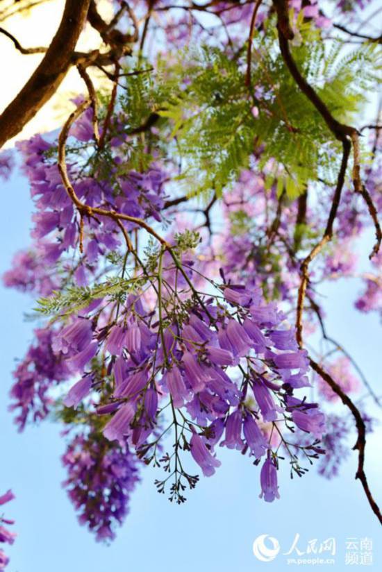昆明街头蓝花楹盛放 紫色昆明恍如童话之城.jpg
