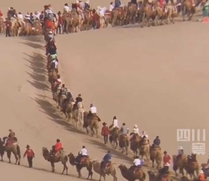 重现西域繁荣五一再现奇景敦煌景区堵骆驼