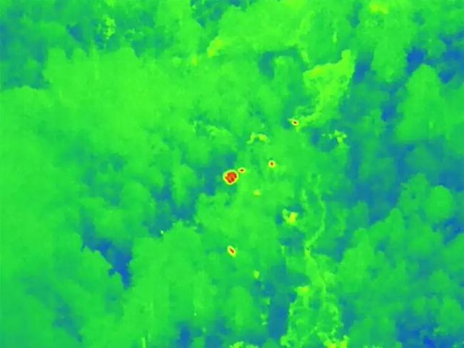 中国人看着大象，就像看着自己的孩子