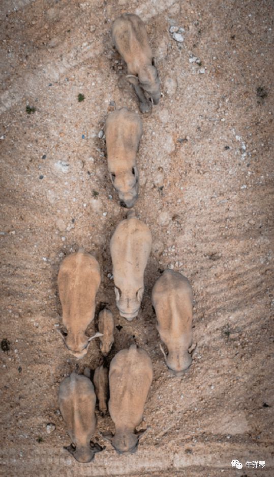 大象还没有回家