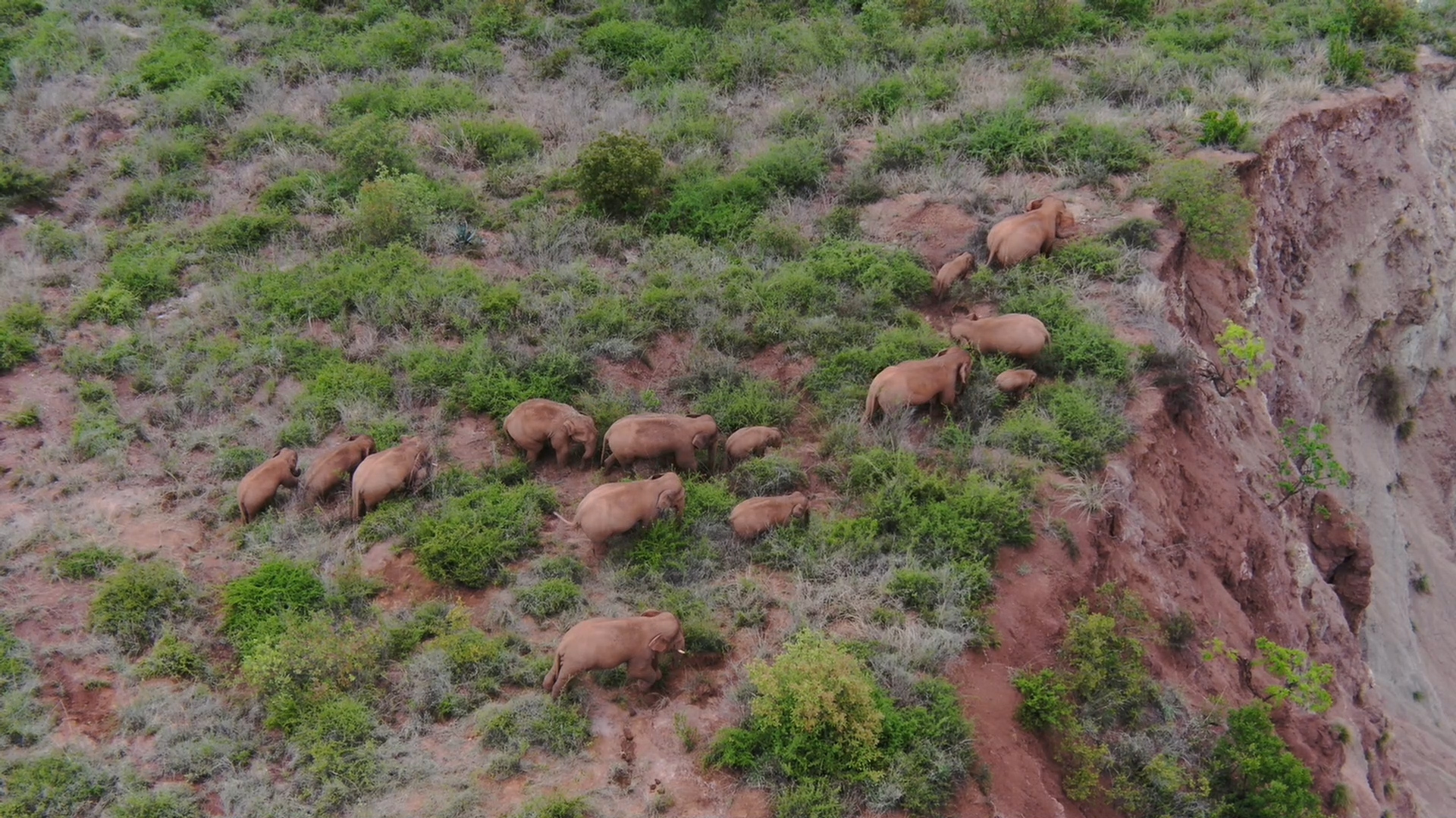 6月18日在玉溪市峨山县境内拍摄的象群